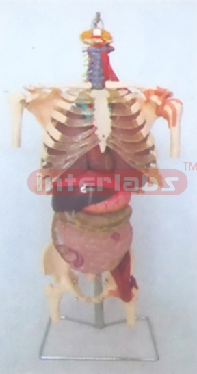 BIG MULTI FUNCTION SKELETAL TORSO MODEL WITH ORGANS AND FEMURS.